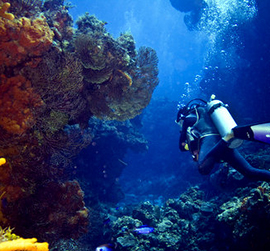 scuba dving cozumel diving trips for the best diving in cozumel mexico