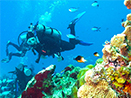 learn about diving in cozumel mexico