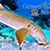 Swimming with Sharks in Cozumel during Cozumel Snorkel Tour with Cozumel