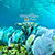 sea turtle cozumel snorkeling with cozumel tours