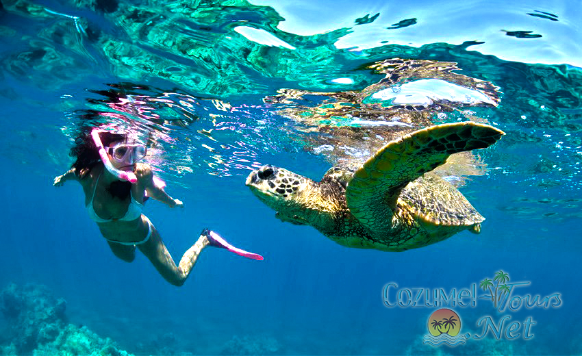 snorkel in cozumel with our best snorkeling in cozumel mexico 
