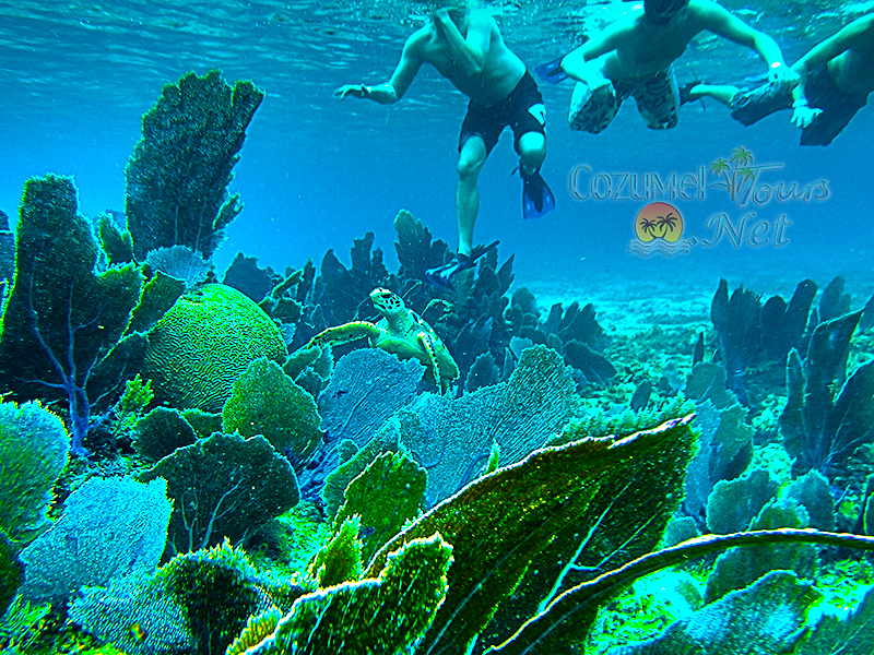 Snorkel in Cozumel | Best Snorkeling in Cozumel with #1 Cozumel Snorkel Tour