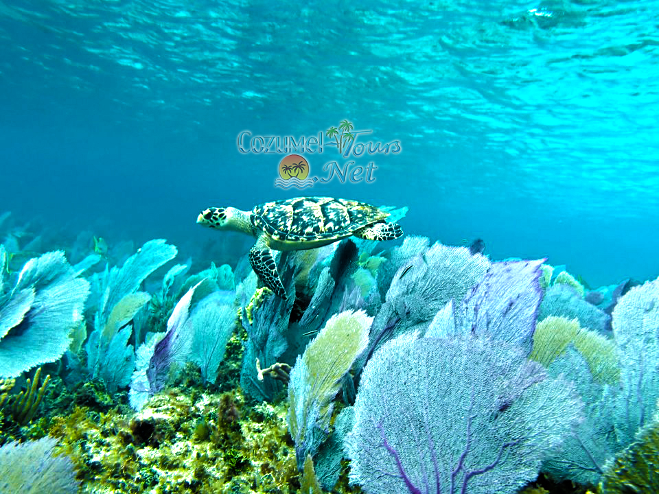 Cozumel Snorkel and Cielo Tour | Snorkel in Cozumel & El Cielo Cozumel